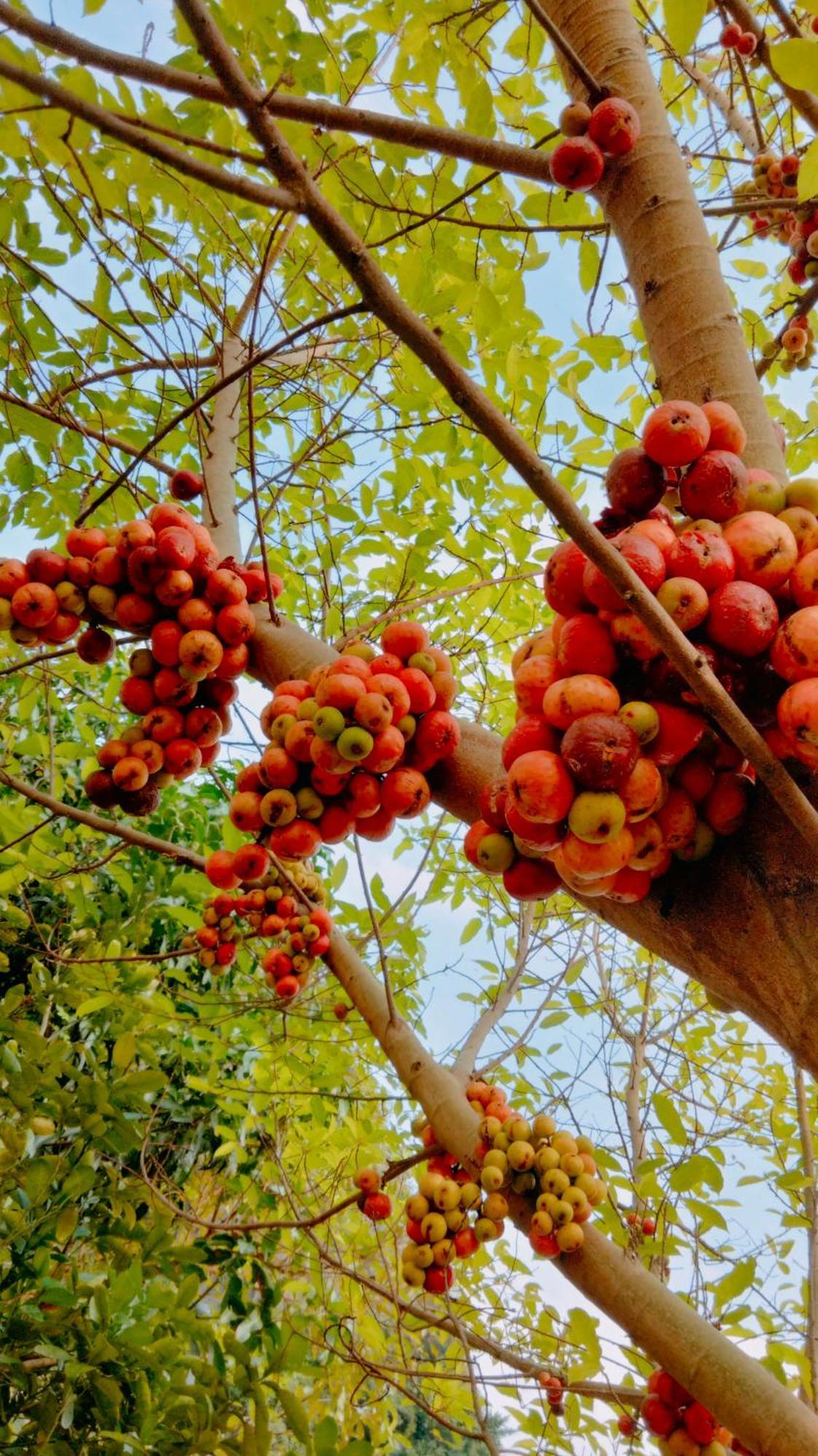 Hang Mua Eco Garden Xuan Son Eksteriør billede