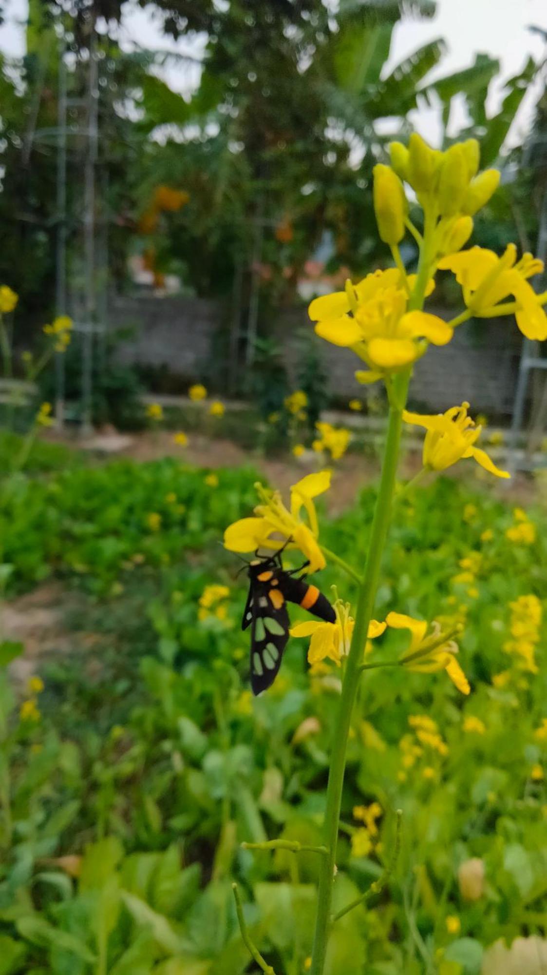 Hang Mua Eco Garden Xuan Son Eksteriør billede