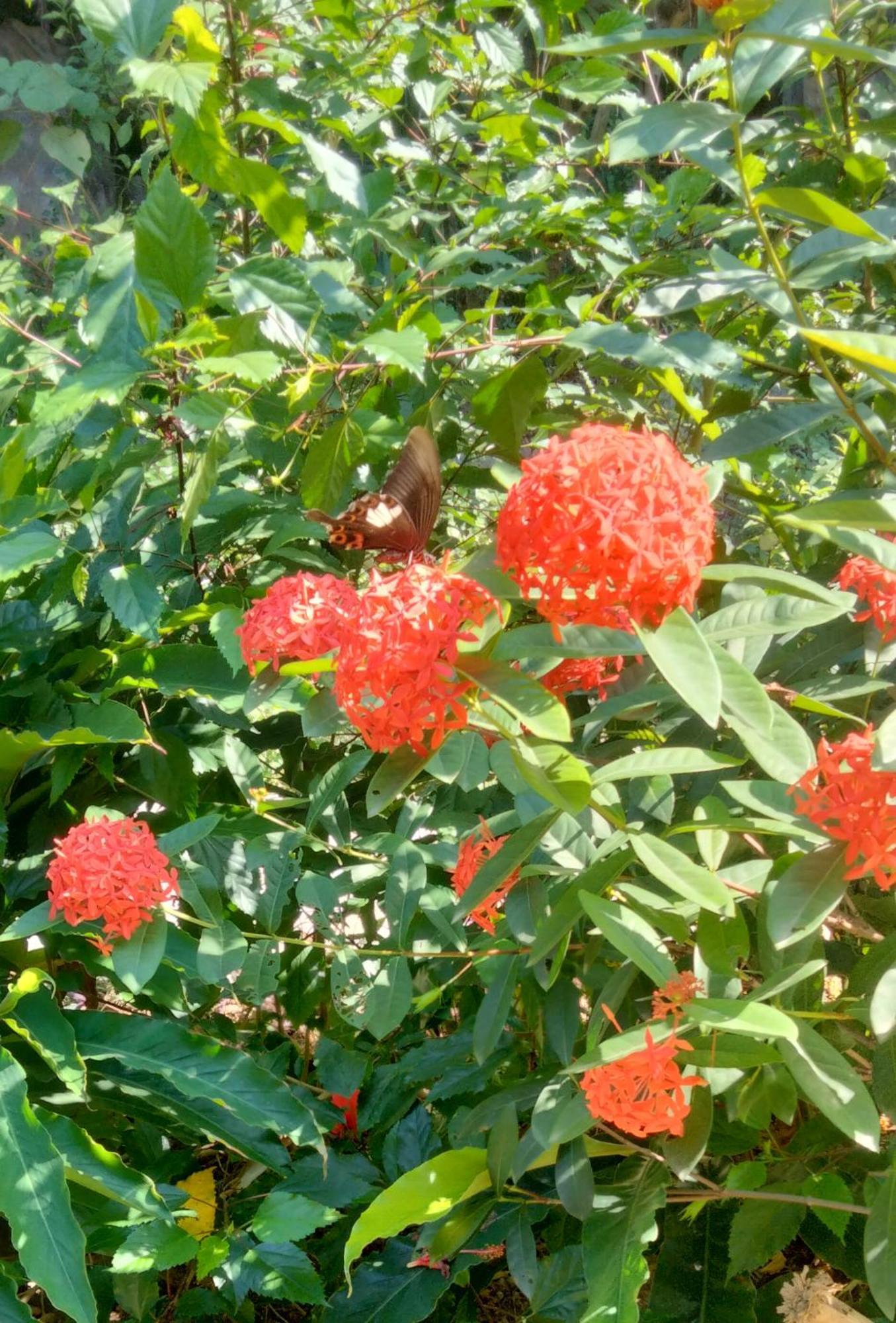 Hang Mua Eco Garden Xuan Son Eksteriør billede