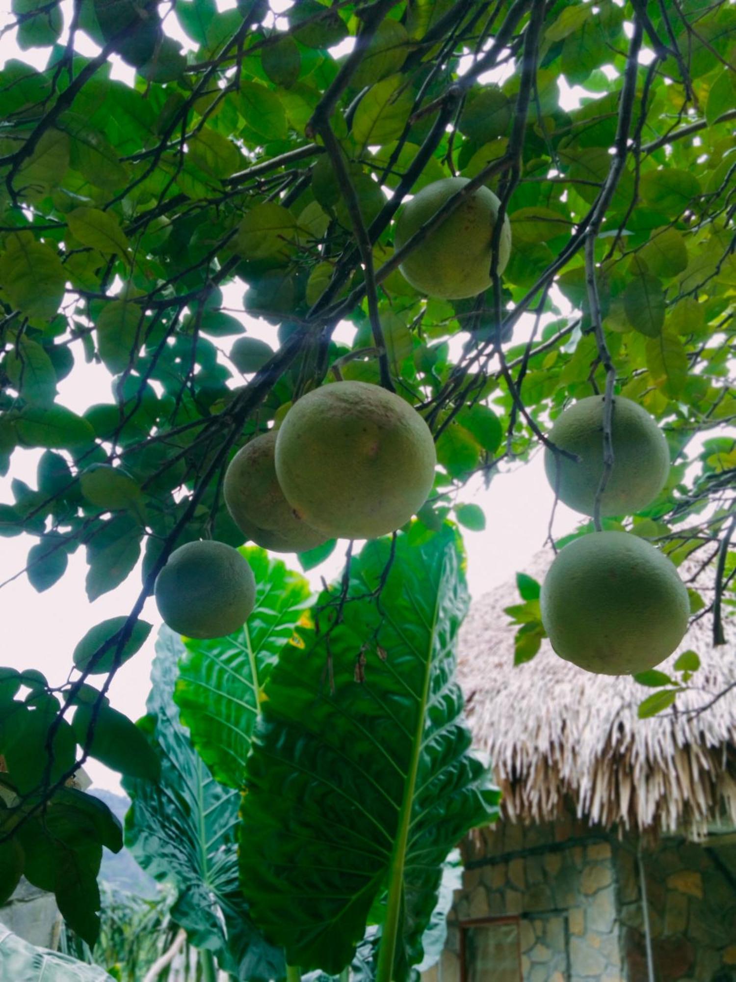 Hang Mua Eco Garden Xuan Son Eksteriør billede