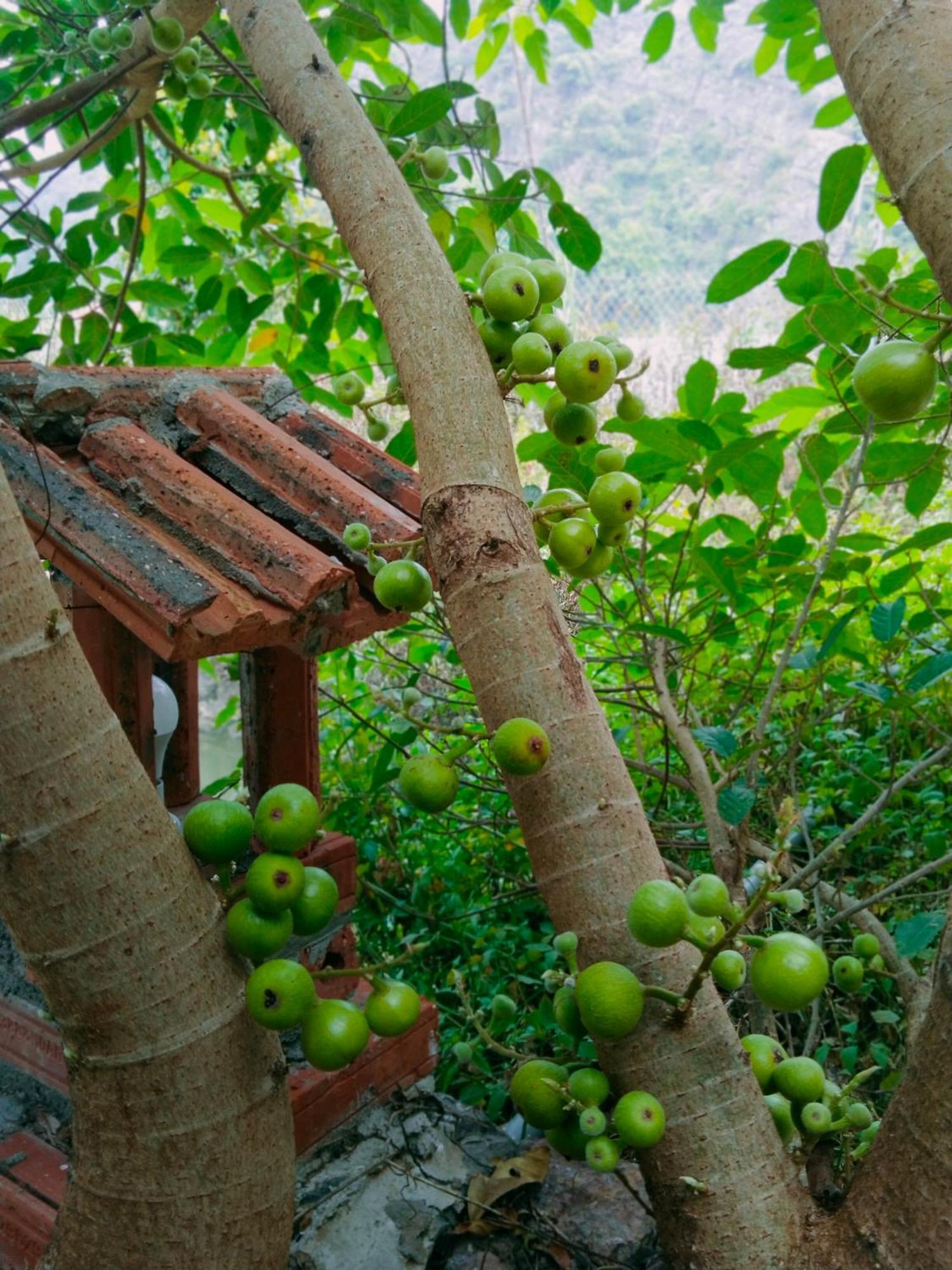 Hang Mua Eco Garden Xuan Son Eksteriør billede