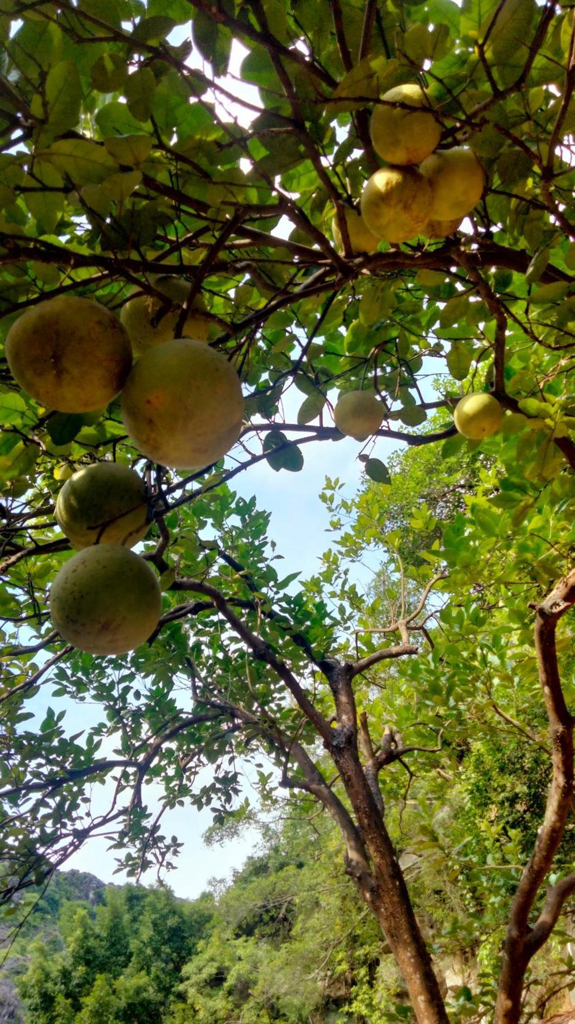 Hang Mua Eco Garden Xuan Son Eksteriør billede